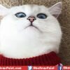 Most Beautiful Cat With Most Beautiful Eyes