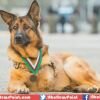 Lucca: A Military Hero Dog to Receive Victoria Cross Equivalent Award