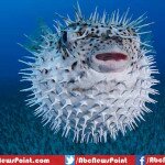 Top 10 Most Dangerous Animal Of The World