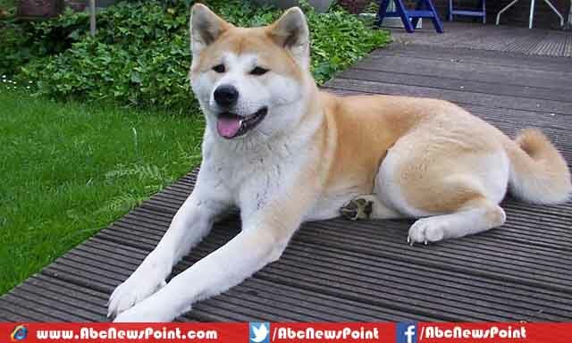 Top 10 Most Expensive Dogs in the World