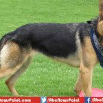 Top 10 Most Expensive Dogs in the World