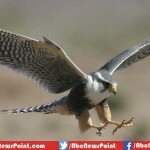 The Top 10 List of Fastest Animals in the World