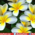 Top 10 Most Beautiful Flowers In The World
