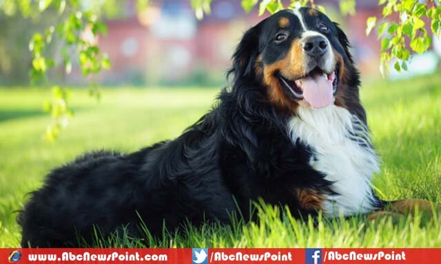 Top-10-Most-Beautiful-Dog-Breeds-in-the-World-Bernese-Mountain-Dog