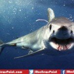 Top 10 List of Most Dangerous Sharks in the World
