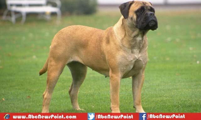 Top 10 Most Dangerous Dog Breeds in the World