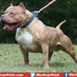 Top 10 Most Dangerous Dog Breeds in the World