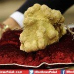 Top Ten List of Most Expensive Food in the World