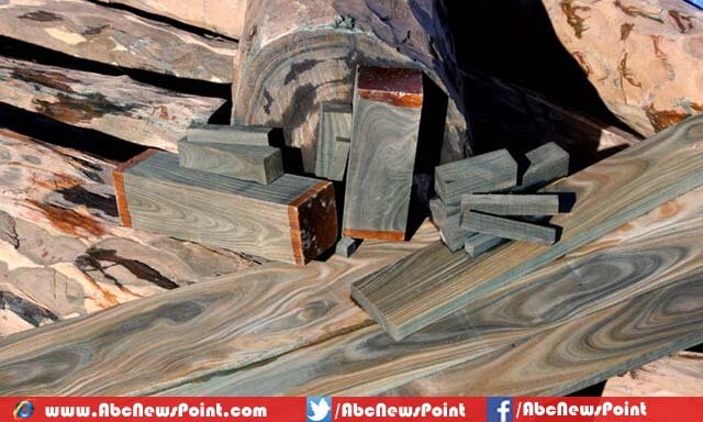 Top-10-List-of-Most-Expensive-Wood-in-the-World-Lignum-Vitae