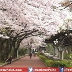 Top 10 Most Beautiful Tree in the World